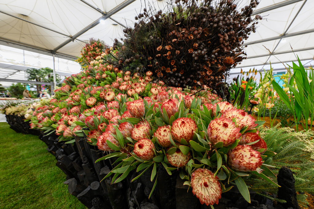 “Life After Fire” exhibition by Leon Kluge Wins Gold and Best in Show
at the 2026 RHS Chelsea Flower Show - MOD Magazine