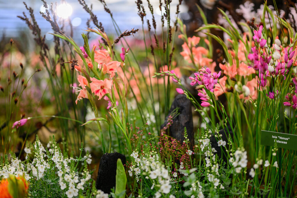 “Life After Fire” exhibition by Leon Kluge Wins Gold and Best in Show
at the 2026 RHS Chelsea Flower Show - MOD Magazine