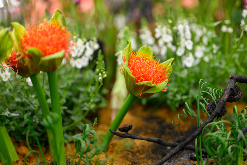 “Life After Fire” exhibition by Leon Kluge Wins Gold and Best in Show
at the 2026 RHS Chelsea Flower Show - MOD Magazine
